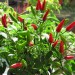 Image of Pestovanie chilli papričiek |  Chovatelahospodar.sk