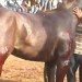 Image of Petíciou sa snažia zabrániť týraniu koní na mexických býčích zápasoch