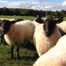Image of Plemeno oviec suffolk a jeho chov |  Chovatelahospodar.sk