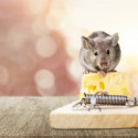 Image of Pozor na myši v domácnosti! Sú to nebezpečné škodce