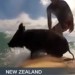 Image of Prasiatko Zorro surfuje na ozajstnom surfe pri pobreží Nového Zélandu