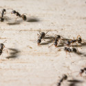 Image of Prečo lezú mravce do domu a ako ich vyhnať? - Kankán online magazín