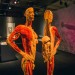 Image of Recenzia: Navštívili sme výstavu ľudských tiel Body the Exhibition