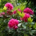 Image of Rododendron a jeho pestovanie |  Chovatelahospodar.sk