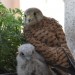 Image of Sokol myšiar (Falco tinnunculus) vám zahniezdi aj na balkóne