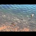 Image of Stovky skákajúcich rýb | Video | MegaVideo.sk