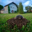Image of Tr&aacute;pi v&aacute;s krtko v&nbsp;z&aacute;hrade? Zbavte sa ho &uacute;činn&yacute;m odpudzovačom | Odpudzovače.sk