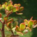 Image of Tučnolisť (Crassula) |  Chovatelahospodar.sk