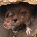 Image of Udomácnili sa u vás potkany? Ihneď sa ich zbavte! | News.sk