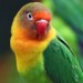 Image of Výnimočný papagáj, ktorý vás prezradí a predvedie, že pozeráte pornofilmy