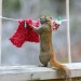 Image of Veverička pri bežných domácich činnostiach, zaujímavá fotoséria Nancy Rose