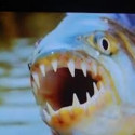 Image of Video: Nafilmovali drav&uacute; rybu, ako chytila letiaceho vt&aacute;ka | Časopis - zauj&iacute;mavosti, novinky a užitočn&eacute; inform&aacute;cie