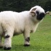 Image of Wallis Blacknose, milé švajčiarske plemeno ovce, vyzerá ako plyšová hračka