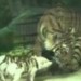 Image of Zámena mláďať medzi tigricou a ošípanou video
