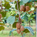 Image of Zabezpečte si bohat&uacute; &uacute;rodu Kiwi... nie je to až tak n&aacute;ročn&eacute; - MAGAZ&Iacute;N BOLD