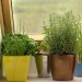 Image of Založte si bylinkovú zimnú záhradu u vás doma |  Chovatelahospodar.sk