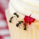 Image of Zbaviť sa mravcov je náročné, ale nie nemožné | News.sk
