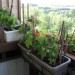 Image of Zelenina pestovaná na balkóne | | Pestovanie.info
