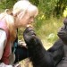 Image of Zomrela gorila Koko, o ktorej sa hovorilo, že má IQ medzi 75 a 95.