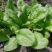 Image of Špenát, zdraviu aj svalom prospešná listová zelenina z vašej záhradky