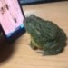 Image of Žaba hr&aacute; hru na mobile video