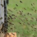 Image of Život včiel v júni a práce s nimi |  Chovatelahospodar.sk