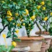Image of pestovanie citrusov v kvetináči |  Chovatelahospodar.sk